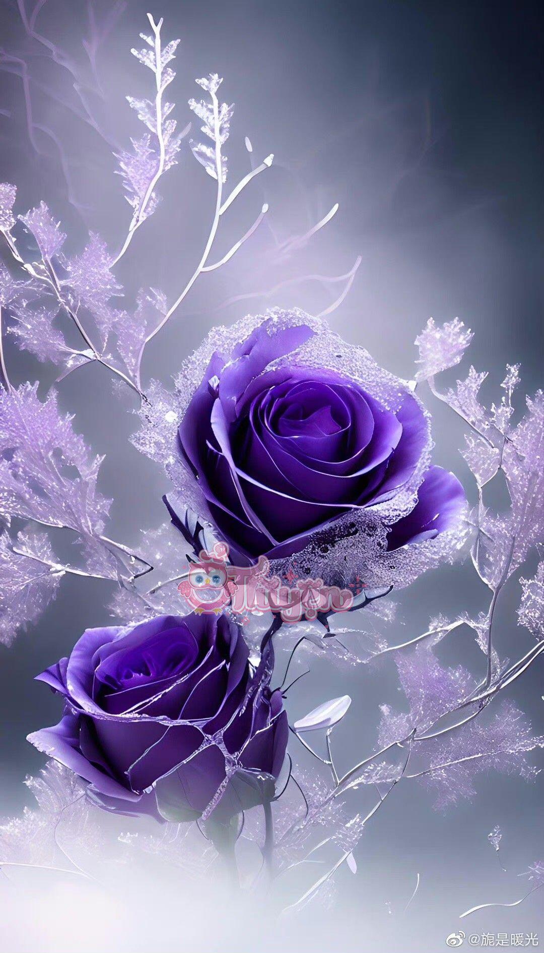 Hoa hồng tím đung đưa trong gió