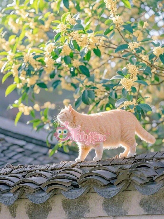 Xuyên Thành Nữ Phụ: Tôi Đem Lòng Yêu Nam Chính