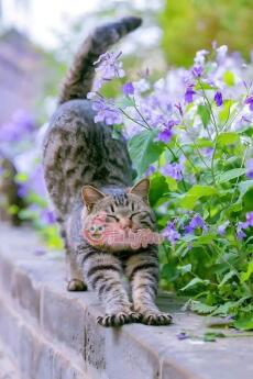 Cô Bé Quàng Khăn Đỏ Mù Màu